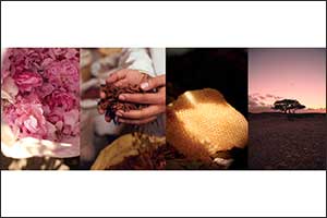 Discover the Ingredients